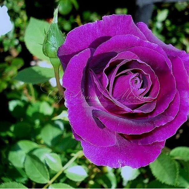 Роза Mysterieuse (Мистерьёз) — фото 5