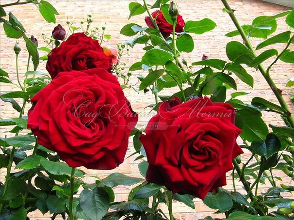 Роза Crimson Cascade (Кримсон Каскад) — фото 2