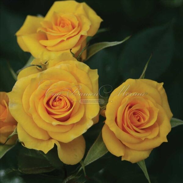 Роза Flower Power Gold (Флауэр Пауэр Голд) — фото 2