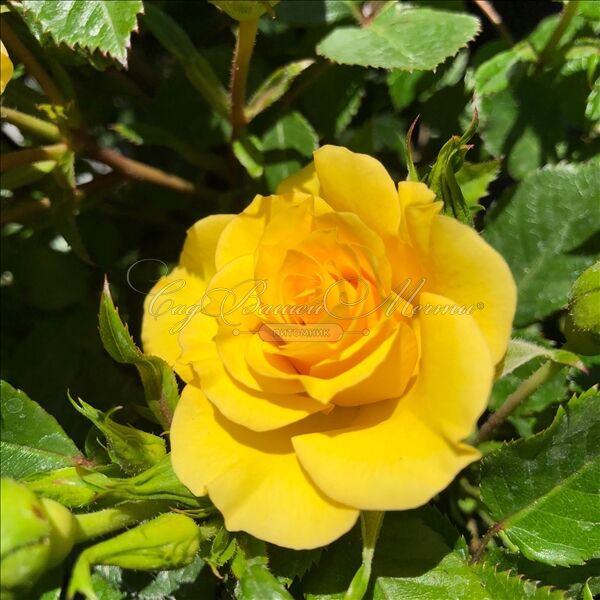 Роза Flower Power Gold (Флауэр Пауэр Голд) — фото 3