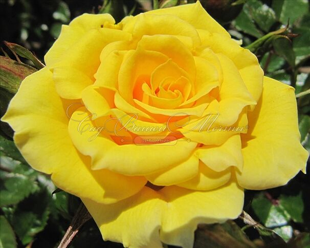 Роза Flower Power Gold (Флауэр Пауэр Голд) — фото 4