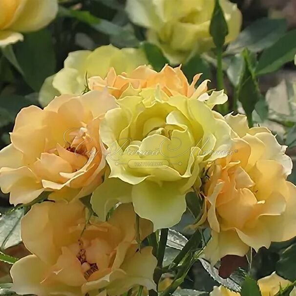 Роза Lemon S. Dream (Лемон Суит Дрим) — фото 2