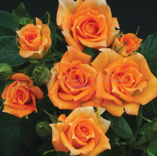 Роза Marigold Sweet Dream (Мэриголд Суит Дрим) — фото 2