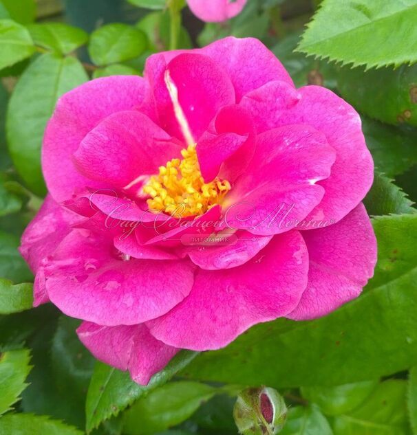 Роза The Oddfellows Rose (Зе Оддфеллоу'с Роуз) — фото 2