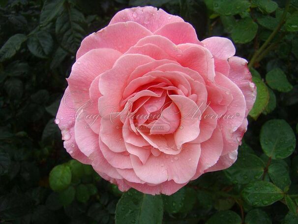 Роза Tickled Pink (Тиклд Пинк) — фото 2