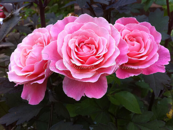Роза Tickled Pink (Тиклд Пинк) — фото 4