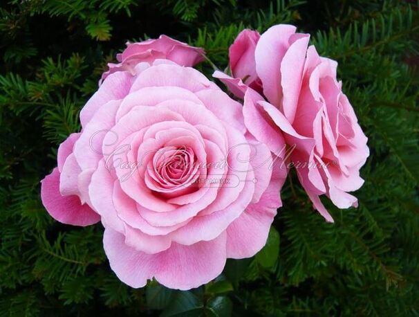 Роза Tickled Pink (Тиклд Пинк) — фото 5