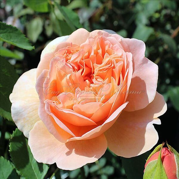 Роза Charles de Nervaux (Шарль де Нерво) — фото 2