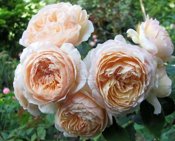 Роза Charles de Nervaux (Шарль де Нерво) — фото 5