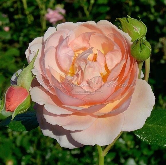 Роза Elizabeth Stuart (Элизабет Стюарт) — фото 5