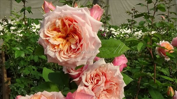 Роза Festival des Jardins de Chaumont (Фестиваль де Жардан де Шомон) — фото 3