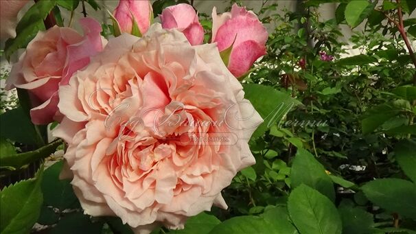 Роза Festival des Jardins de Chaumont (Фестиваль де Жардан де Шомон) — фото 4