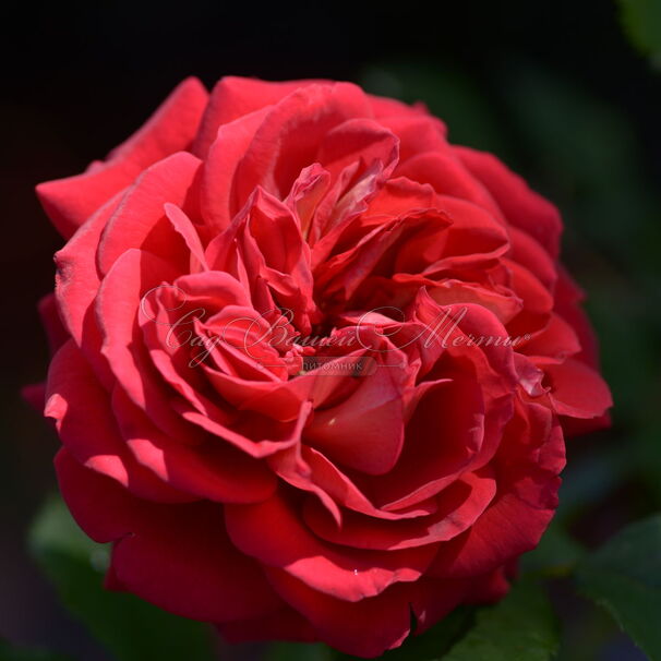 Роза L'Ami des Jardins (Л`ями де Жардан) — фото 3