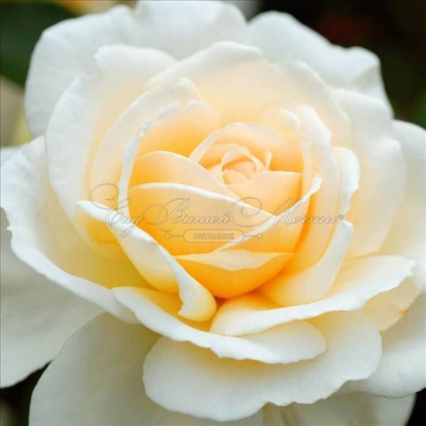 Роза Cream Abundance (Крим Абанданс) — фото 3