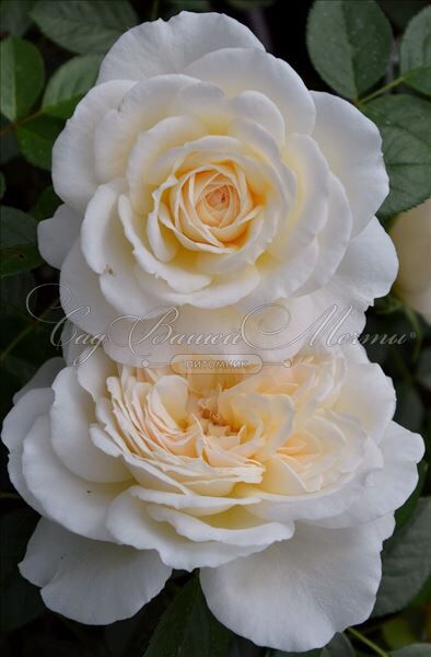 Роза Cream Abundance (Крим Абанданс) — фото 4