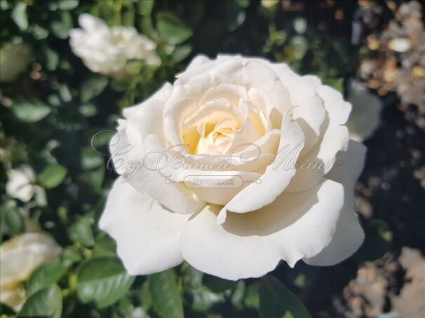 Роза Cream Abundance (Крим Абанданс) — фото 5