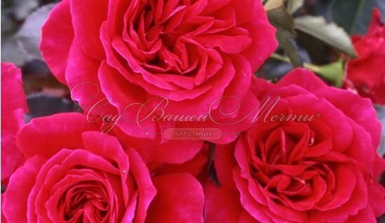 Роза Fetzer Syrah Rose (Фетцер Сайра Роуз) — фото 4