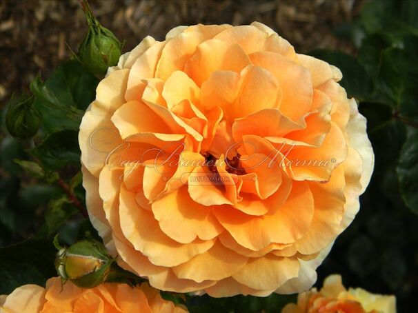 Роза Garden Glory (Гарден Глори) — фото 2
