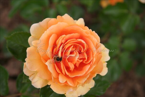 Роза Garden Glory (Гарден Глори) — фото 3
