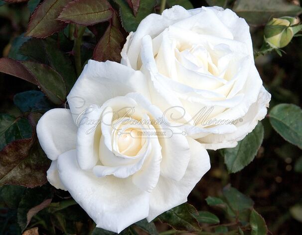 Роза Mary Berry Rose (Мэри Берри Роуз) — фото 2