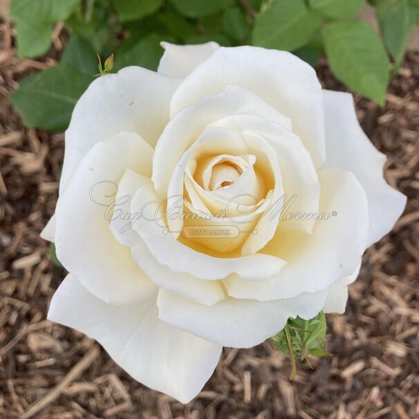Роза Mary Berry Rose (Мэри Берри Роуз) — фото 3