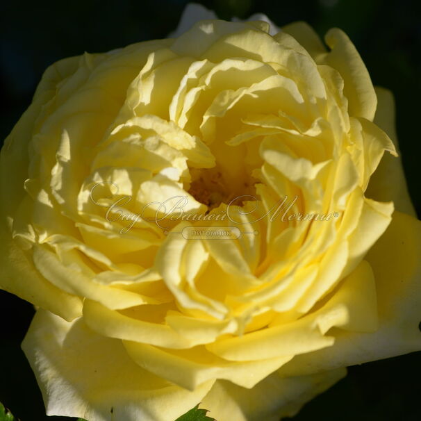 Роза Mountbatten (Маунтбаттен) — фото 3
