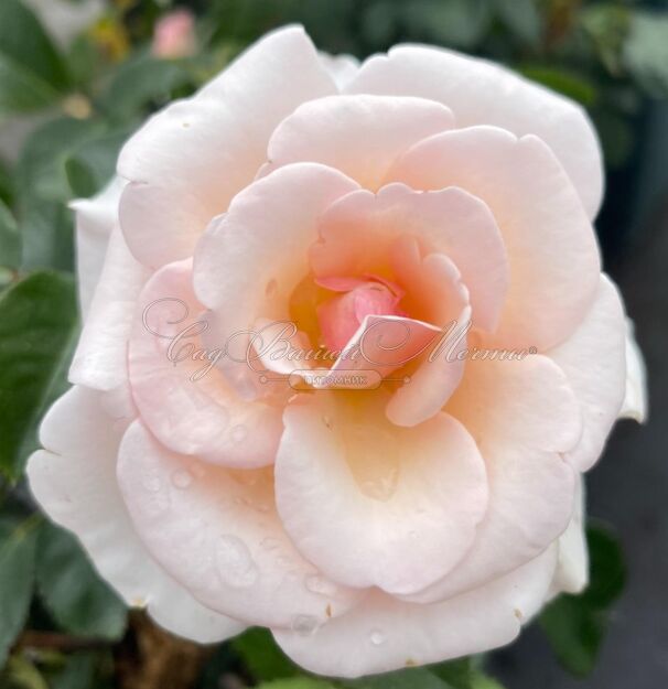 Роза Pearl Abundance (Пёрл Абанданс) — фото 2