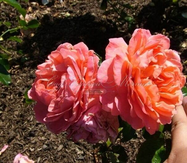 Роза Pink Abundance (Пинк Абанданс) — фото 3