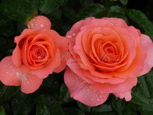 Роза Pink Abundance (Пинк Абанданс) — фото 6