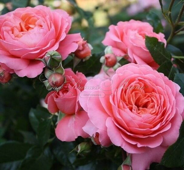 Роза Pink Abundance (Пинк Абанданс) — фото 7