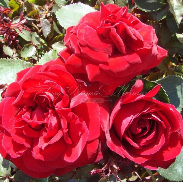 Роза Red Abundance (Ред Абанданс) — фото 2