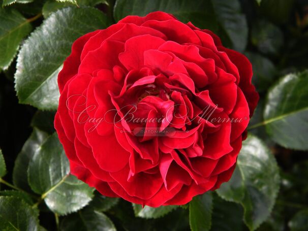 Роза Red Abundance (Ред Абанданс) — фото 3
