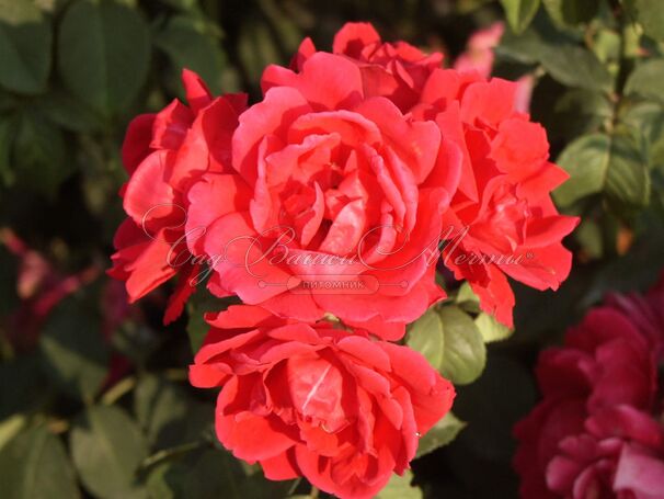 Роза Scarlet Abundance (Скарлет Абанданс) — фото 2