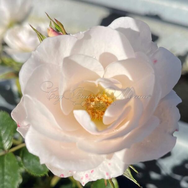 Роза Sheer Silk (Шиир Силк) — фото 2