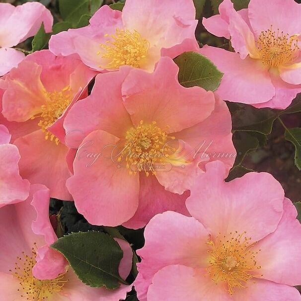 Роза Simple Peach (Симпл Пич) — фото 3