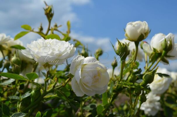 Роза Snow Cap (Snow Cap) — фото 4