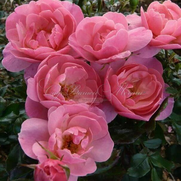Роза The Eve Rose (Зе Ив Роуз) — фото 3