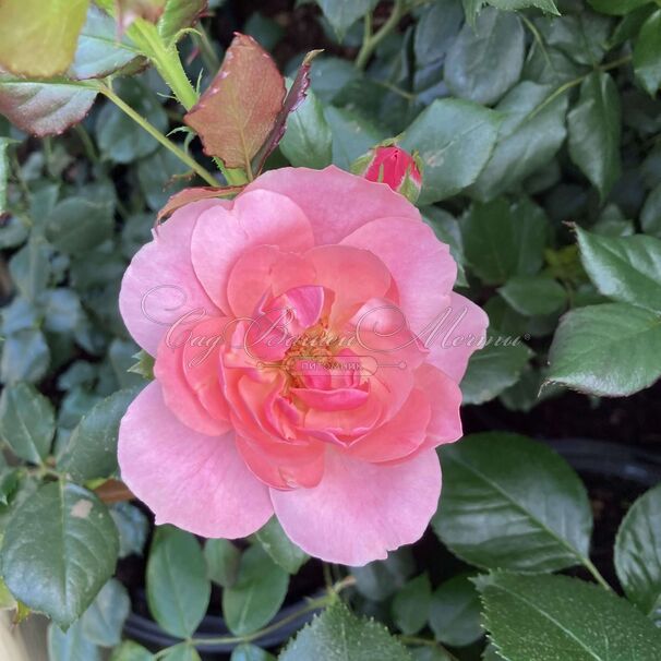 Роза The Eve Rose (Зе Ив Роуз) — фото 4