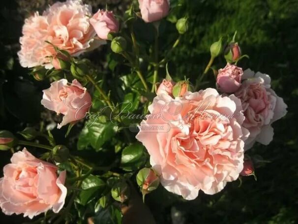 Роза Twiggy's Rose (Твигги'с Роуз) — фото 2