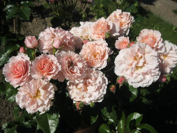 Роза Twiggy's Rose (Твигги'с Роуз) — фото 3
