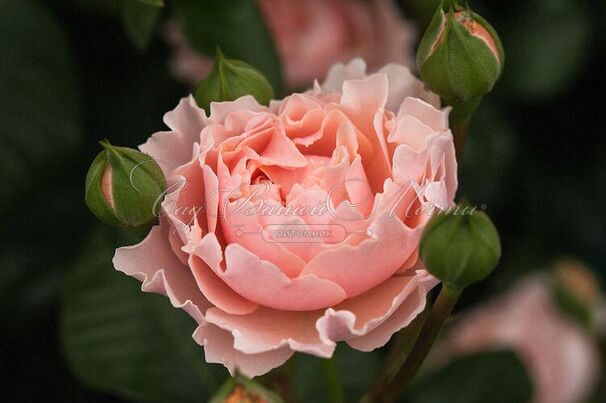 Роза Twiggy's Rose (Твигги'с Роуз) — фото 4