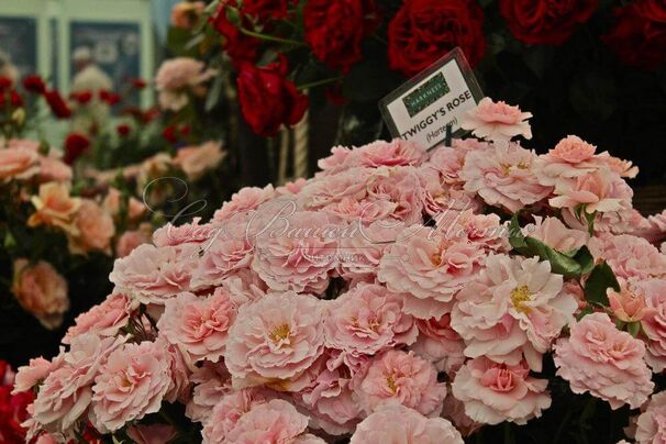 Роза Twiggy's Rose (Твигги'с Роуз) — фото 5