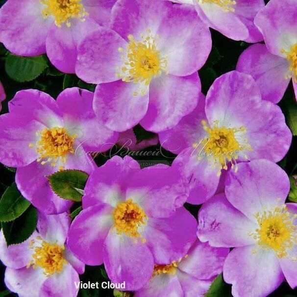 Роза Violet Cloud (Вайолет Клауд) — фото 2