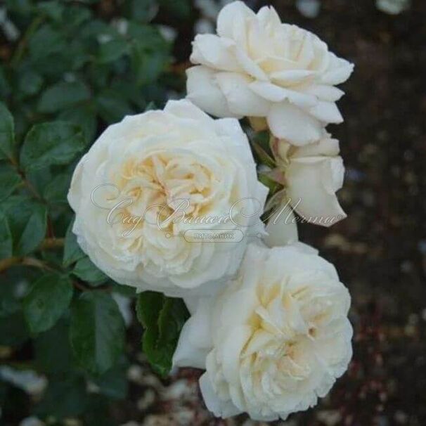 Роза White Gold (Уайт Голд) — фото 2