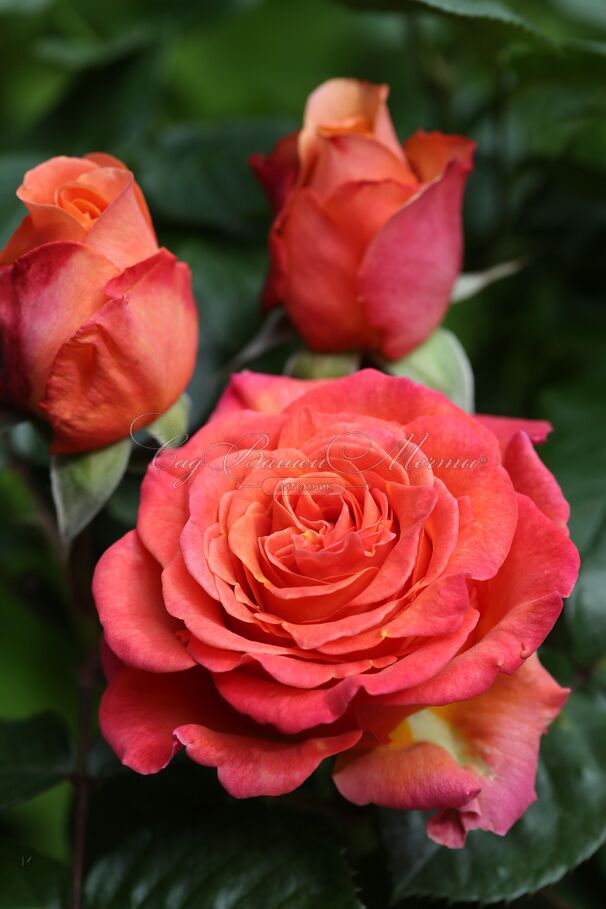 Роза La Palma (Ла Палма) — фото 2