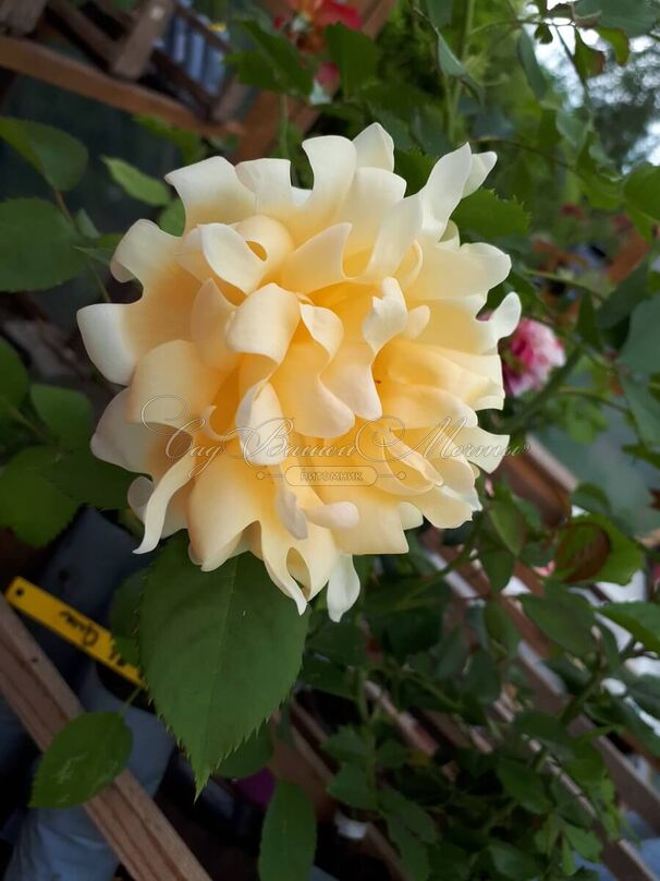 Роза Ruffles Queen (Раффлс Куин) — фото 4