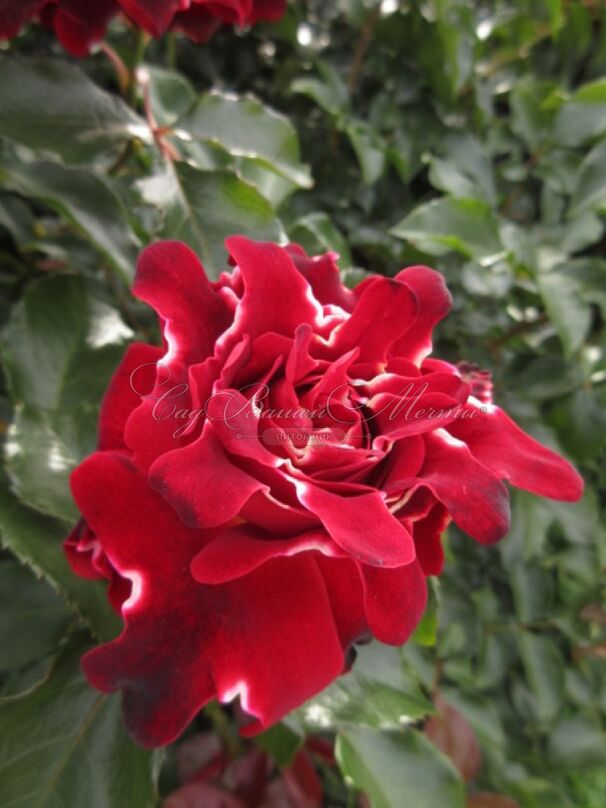 Роза Red Lady Ruffle's (Ред Леди Раффлс) — фото 3