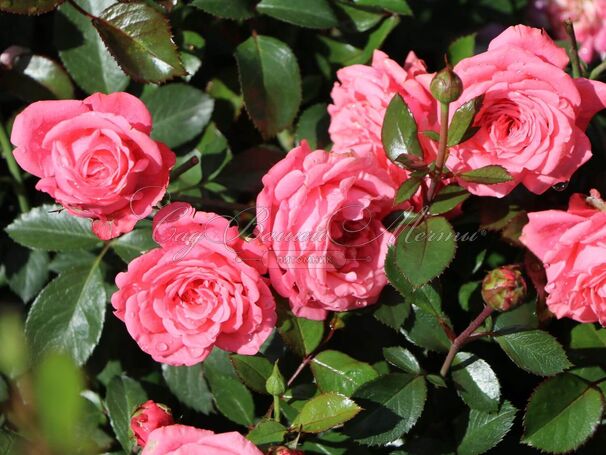 Роза Bella Rosa (Белла Роза) — фото 10