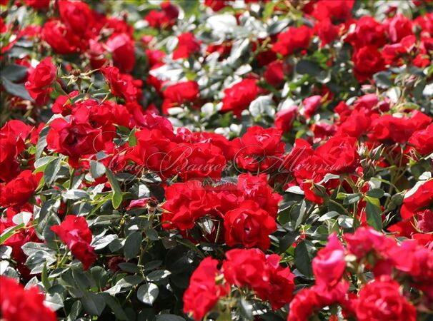 Роза Black Forest Rose (Блэк Форест Роуз) — фото 2