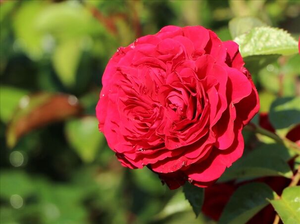 Роза Bordeaux (Бордо) — фото 2